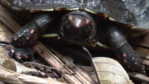 Endangered rainforest turtle, Malaysia 스톡 동영상 113216225