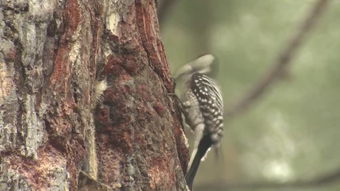 Endangered Red-cockaded Woodpecker Pecking on Trunk of Pine Tree Stock Footage