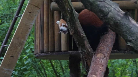 An endangered red panda climbing up a tree house. Cute animal red panda Vídeo Stock 130747506
