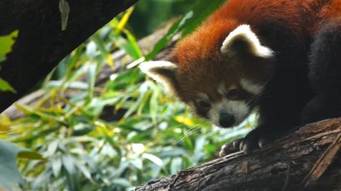 Endangered red panda Stock Footage 132471751
