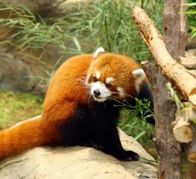 The endangered red panda Stock Photos