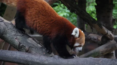 An endangered red panda walking on a branch. Adorable cute animal panda Vídeo Stock 130747435