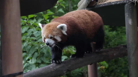 An endangered red panda walking on a branch blocking shot. Cute animal red panda Vídeo Stock 130747462