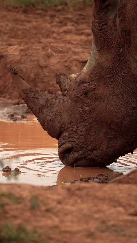 Endangered rhino drinking from a mud puddle Vidéo 275828535