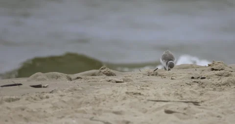 Endangered ringed plover, waves in the background, 4K slomo Stock Footage 258152501