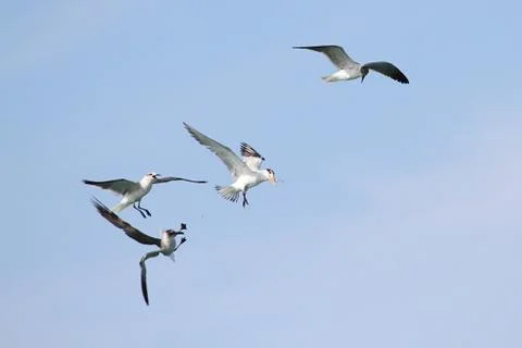 Endangered royal tern (sterna maxima) Stock Photos