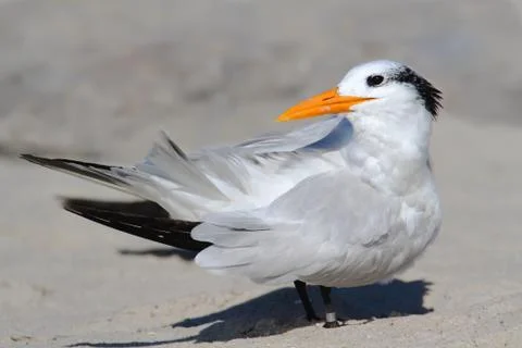 Endangered royal tern (sterna maxima) Stock Photos