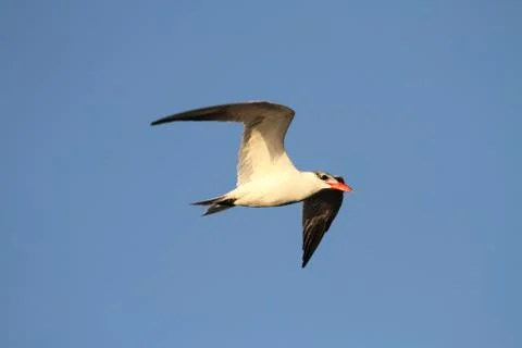 Endangered royal tern (sterna maxima) Stock Photos
