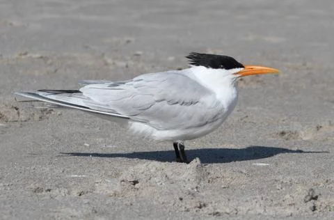 Endangered royal tern (sterna maxima) Stock Photos