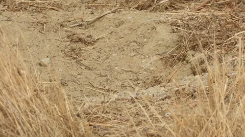 Endangered San Joaquin Antelope Squirrel, feeding on ants, Carrizo Plain Stock Footage 81980052