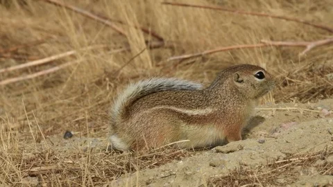 Endangered San Joaquin Antelope Squirrel Stock Footage 81980217