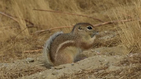 Endangered San Joaquin Antelope Squirrel, Carrizo Plain Video stock 81985171