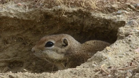 Endangered San Joaquin Antelope Squirrel , Carrizo Plain Video stock 81986198