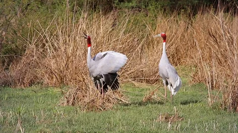 Endangered Sarus Cranes (Grus antigone) calling in wetland in Bharatpur, India. Stock Footage 37519901