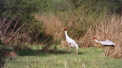 Endangered Sarus Cranes (Grus antigone) flying in wetland in Bharatpur, India. Stock Footage 37519929