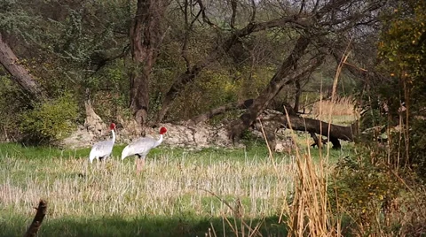 Endangered Sarus Cranes (Grus antigone) walking in wetland in Bharatpur, India. Stock Footage 37520036