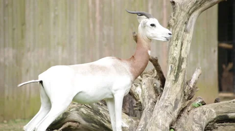 The endangered scimitar-horned oryx Stock Footage 65091322