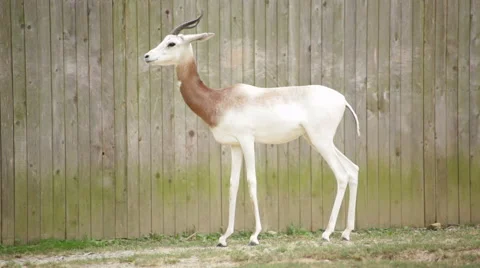 The endangered scimitar-horned oryx Stock Footage 65091405