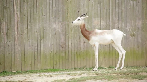 The endangered scimitar-horned oryx Stock Footage 65092118