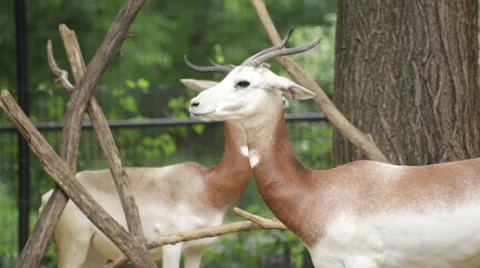 The endangered scimitar-horned oryx Stock Footage 65092297