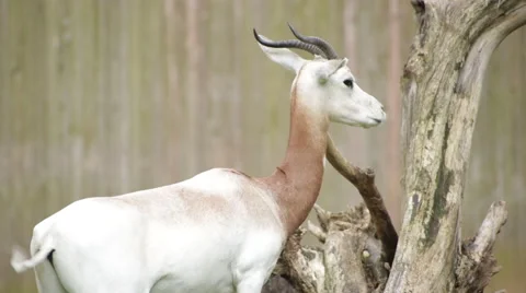 The endangered scimitar-horned oryx sharpening its horns Stock Footage 65091321