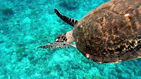Endangered sea turtles are extremely curious about scuba divers Stockbeeldmateriaal 272565367