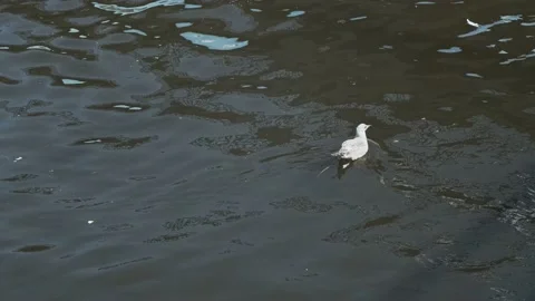 Endangered seagull floating above the surface of contaminated water. Stock Footage 157993642