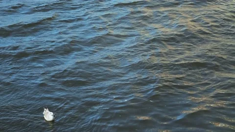 Endangered seagull floating above the surface of contaminated water. Stock Footage 157993709