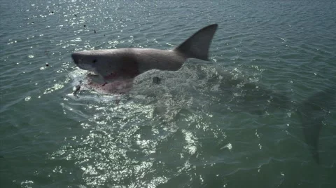 Endangered shark attacking while swimming underwater in sea Stock Footage 67555255