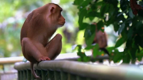 Endangered Southern Pig-Tailed Macaque In The Jungles Of Borneo. Stock Footage 158543721