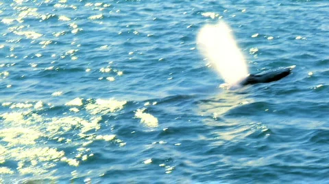 Endangered Species Stock Footage 483866