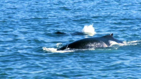 Endangered Species Stock Footage 483902