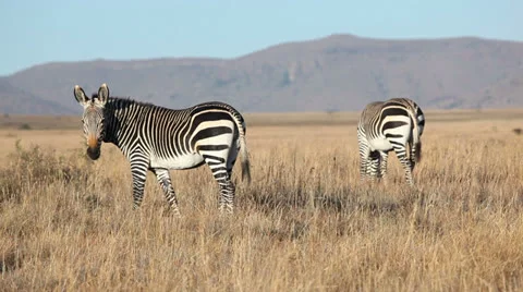 File:Cape Mountain Zebras (Equus zebra zebra) running away