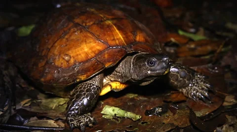 Endangered Spiny Turtle looks at the camera before turning away in Borneo. Stock Footage 32550676