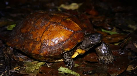 Endangered Spiny Turtle looks at the camera before turning away in Borneo. Stock Footage 32550736