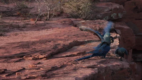 Endangered three Lears Indigo Macaw parrot bird perched on nesting cliff in Stock Footage 326029864