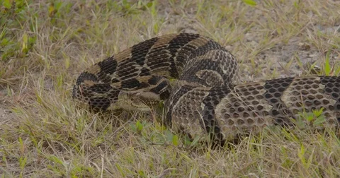 An endangered timber rattle snake Stock Footage 83118022