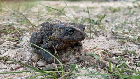 The endangered Western leopard Toad Stock-Footage 141355608