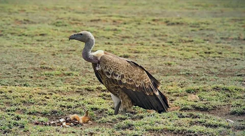 Endangered White-backed Vulture eats baby gazelle in Tanzania. Stock Footage 35510832