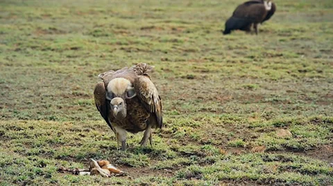 Endangered White-backed Vulture eats baby gazelle in Tanzania. Stock Footage 35510970