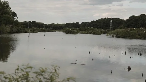 Endangered white wood stork flying in slow motion into nearby trees. Stock Footage 106954079