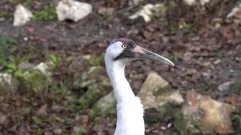 Endangered Whooping Crane portrait 4K Stock Footage 85073281