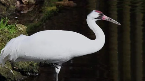 Endangered Whooping Crane stands in water, drinking & preening. Stock Footage
