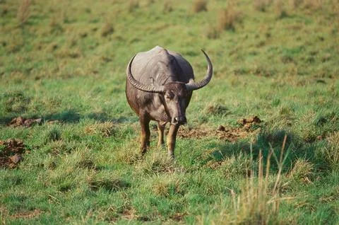 Endangered wild buffalo bubalus bubalis, Kaziranga national park, Assam, Indi Foto stock