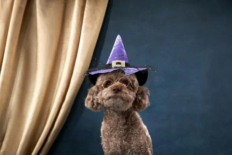 An endearing brown poodle dog dressed for a magical themed party Stock Photos