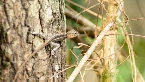 Endemic Agamid Lizard on tree close up Stock Photos