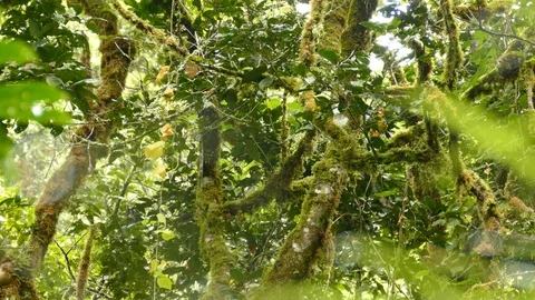 Endemic bird collared redstart hopping up on tree in Costa Rica Stock Footage 126811663
