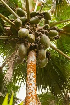 Endemic Coco De Mer Nuts Hanging On A Tree Stock Photos
