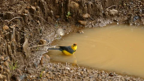 Endemic collared redstart bird of Costa Rica bathing in puddle Stock Footage 126812384