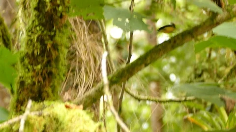 Endemic collared redstart bird followed by tracking shot in jungle Stock Footage 126808573